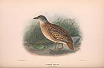 Thumbnail for Buff-breasted buttonquail