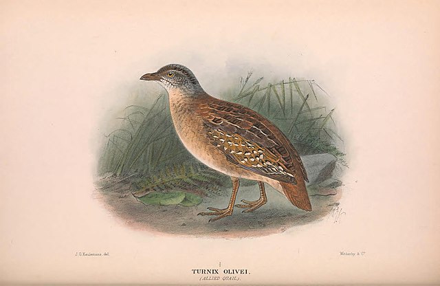 Description de l'image Buff spotted button quail.jpg.