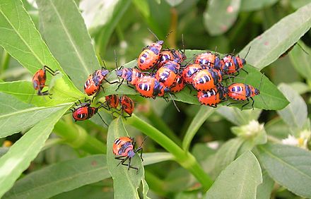 Aggregation of bug nymphs
