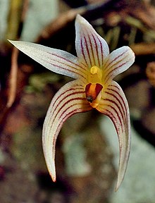 Bulbophyllum affine (19698522320) - cropped.jpg