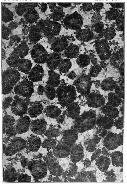 Coarse-grained igneous rock with large blackish grains in a white matrix.