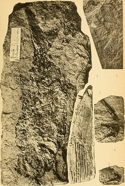File:Bulletin de la Société géologique de France (1892) (20249176210).jpg
