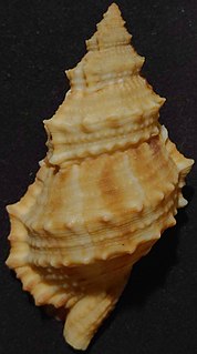 <i>Bursina fijiensis</i> Species of gastropod