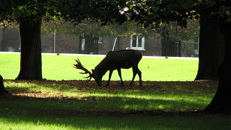 File:Bushy Park (3021092177).jpg