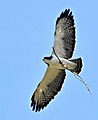 Buteo brachyurus (Águila o Gavilán rabicorto - Short-tailed Hawk) (44811093205).jpg
