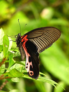 Papilio alcmenor