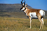 Pronghorn are found in the Bear Mountains.