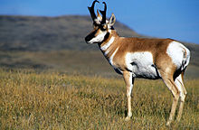 A pronghorn in Montana CMR Pronghorn USFWS.jpg