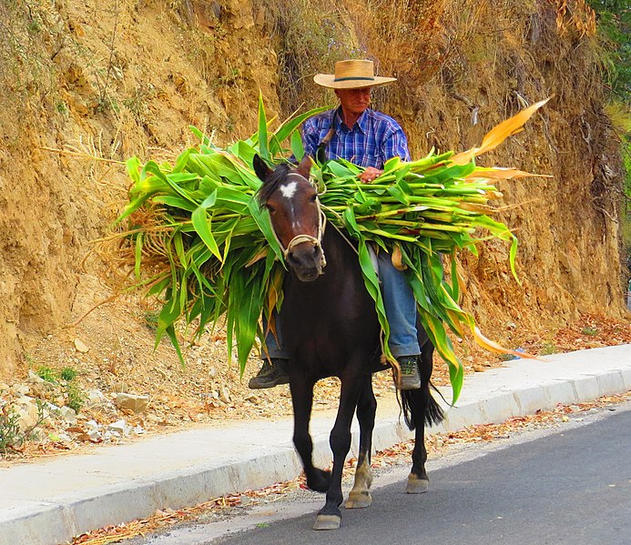 File:Caballo Pupuya (143737939).jpeg