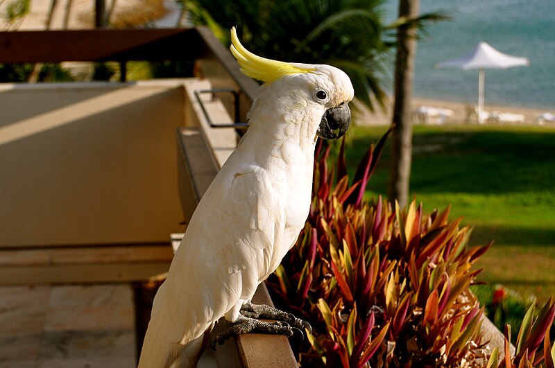 File:Cacatua galerita -Hayman Island -perching on balcony-8.jpg