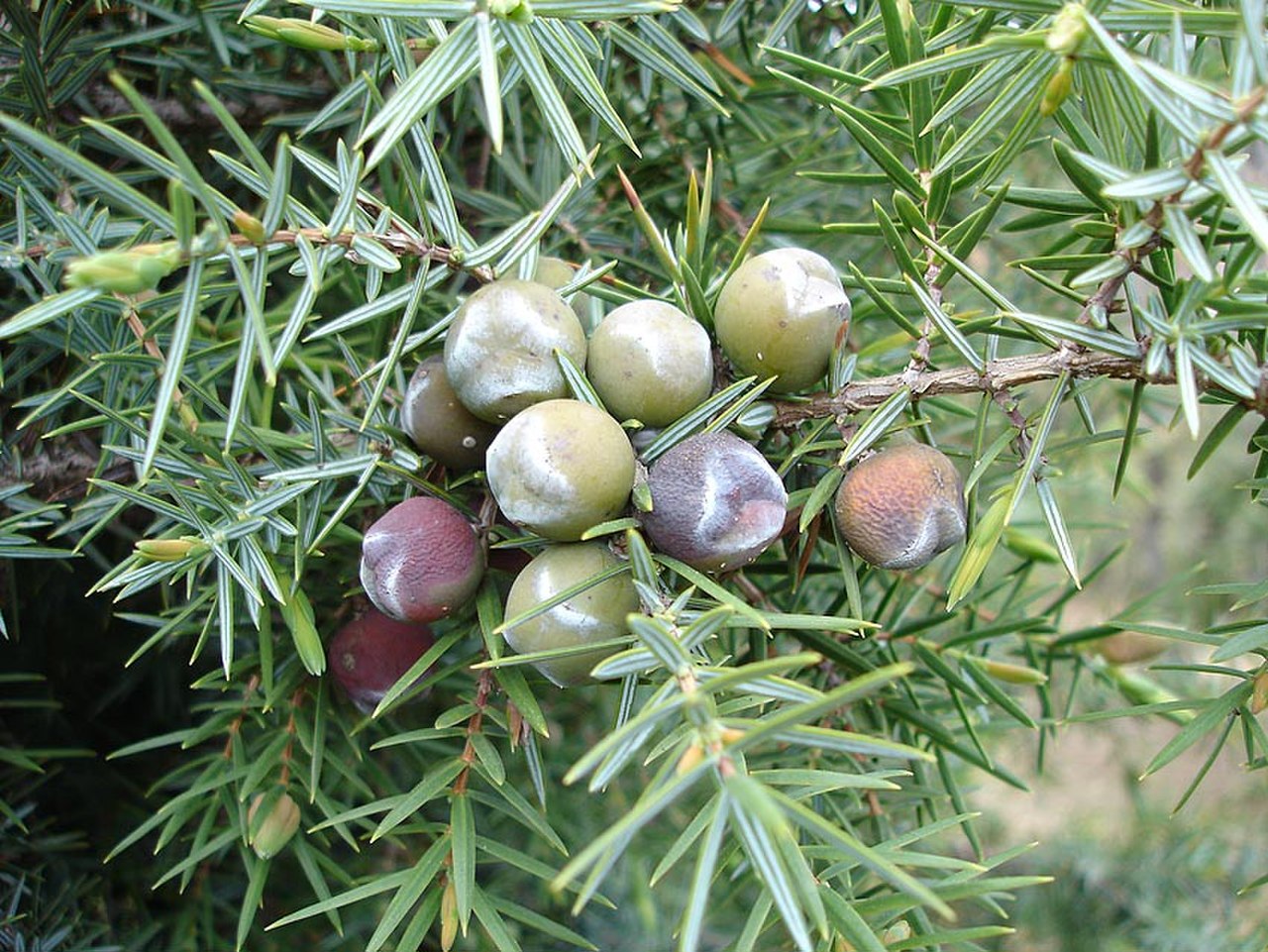 Можжевельник колючий Juniperus oxycedrus