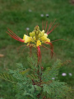 <i>Erythrostemon gilliesii</i> shrub in the legume family