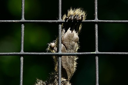 Caged animals. Обезьяны в стеклянной клетке. Cage Marmoset. Animals in Zoo Cages.
