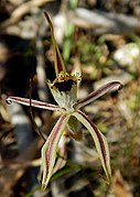 Caladenia conferta