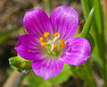 Miniatura para Calandrinia feltonii