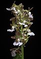 Calanthe discolor