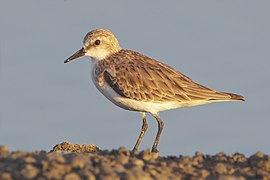 Calidris Ruficollis