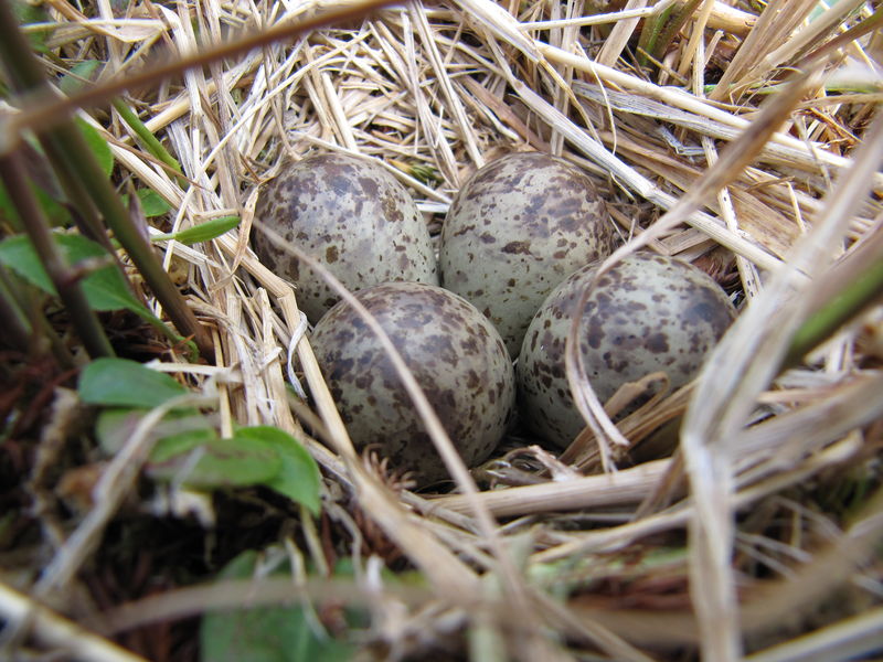 File:Calidris temminckii nest.jpg