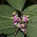 Callicarpa mollis (flower s2).jpg