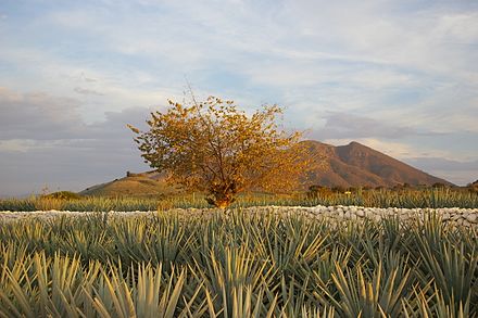 Tequila landscape