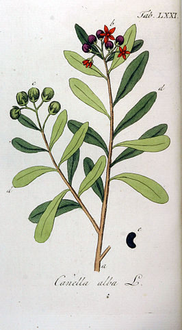 Canellaceae