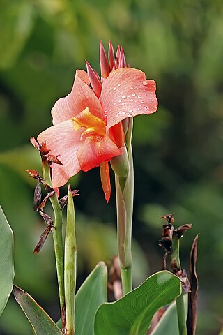 <i>Canna</i> (plant) Genus of flowering plants in the family Cannaceae