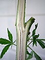 Cannabis sativaの茎は繊維質である