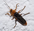 Variabler Weichkäfer (Cantharis livida var. rufipes)