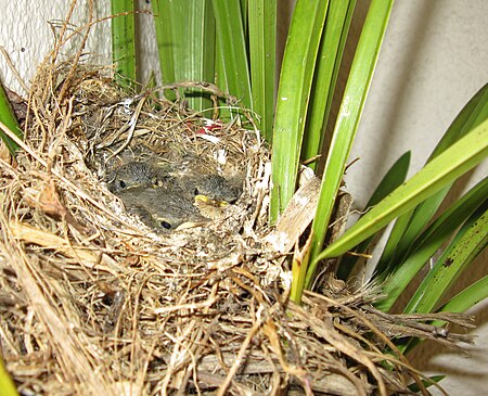 Cape Wagtail nestlings 13 days old Motacilla capensis IMG 2431c.jpg