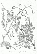 Capparis aphylla