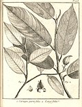 Caraipa 1. parvifolia 2. longifolia Aublet 1775 pl 223.jpg