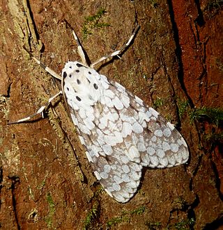 <i>Carales astur</i> Species of moth