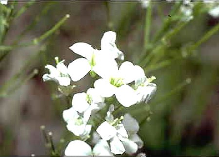 Cardamine bulbosa.jpg