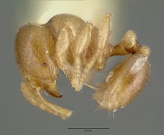 <i>Carebara armata</i> Species of ant