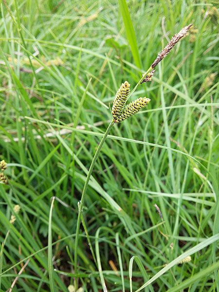 File:Carex nigra sl63.jpg