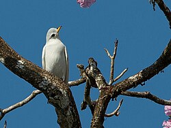 Carpodectes antoniae - Yellow-billed Cotinga; Puerto Jiménez, Puntarenas, Costa Rica (cropped).jpg