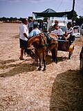 Vignette pour Poney des Baléares