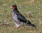 Caracara caronculé JCB.jpg