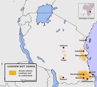 <span class="mw-page-title-main">Cashew production in Tanzania</span>