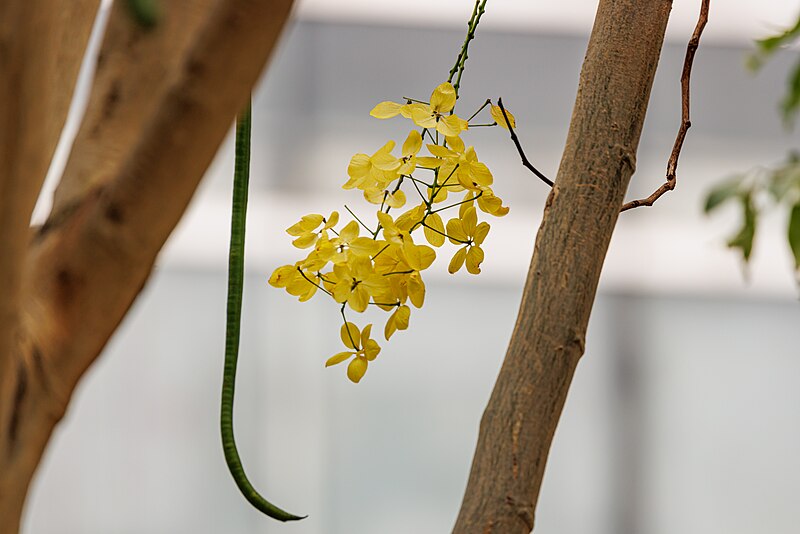 File:Cassia fistula in China (2).jpg