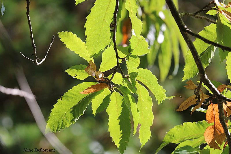 File:Castanea sativa Châtaigner.jpg