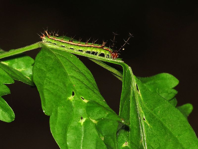 File:Caterpillar on a Leaf - Flickr - treegrow (1).jpg