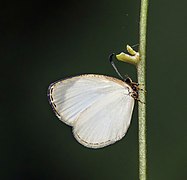 Liptena albicans (Cator's liptena) underside