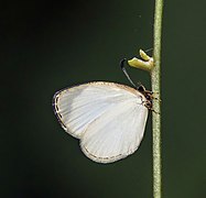 Cator's liptena (Liptena albicans).jpg