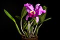 Cattleya lueddemanniana