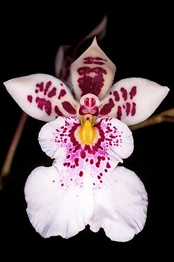 Caucaea phalaenopsis.jpg