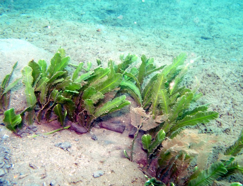 Файл:Caulerpa taxifolia.tif