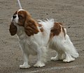 Cavalier King Charles Spaniel, blenheim