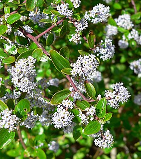 <i>Ceanothus oliganthus</i> species of plant