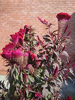 <i>Celosia cristata</i> species of plant